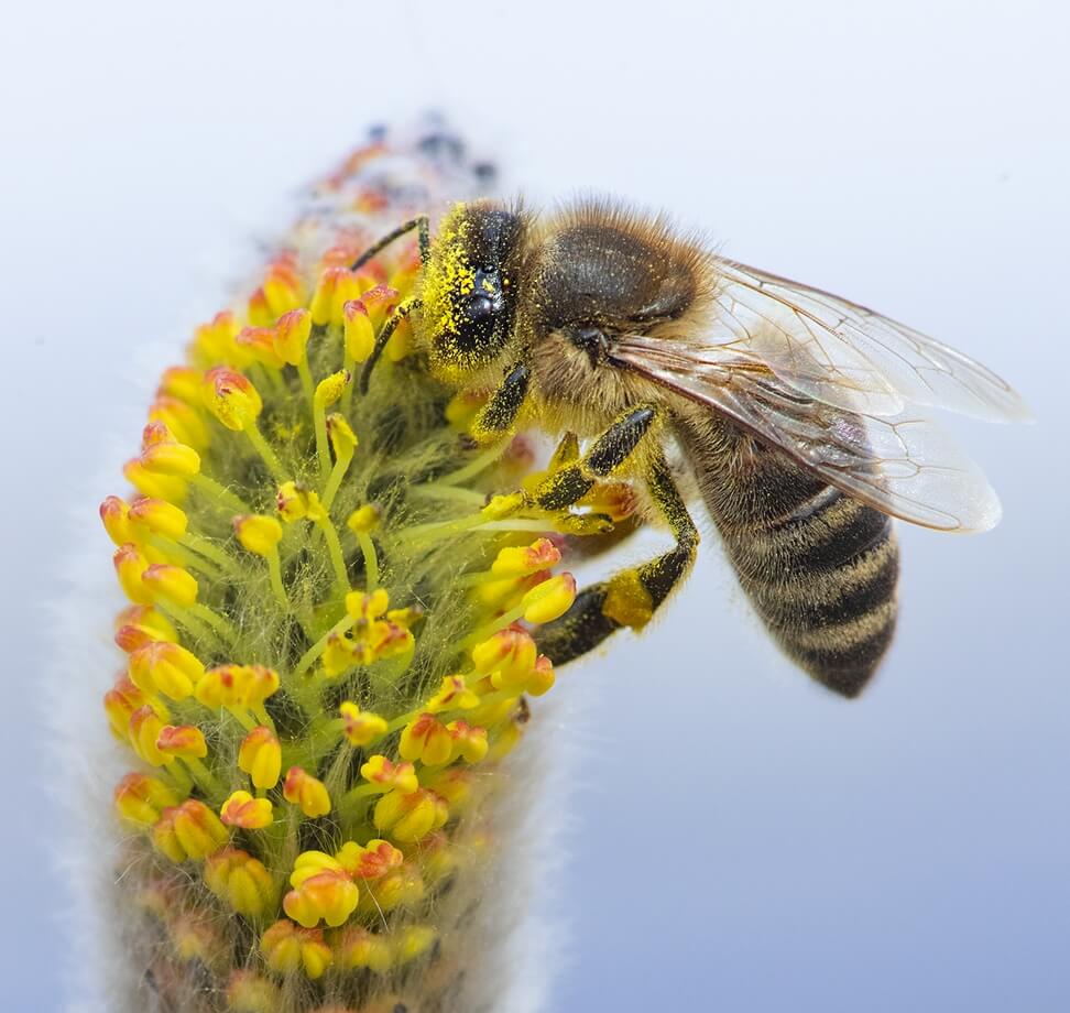 Nahaufnahme einer Biene, die auf einem Weidenkätzchen sitzt. © ebswien/Wiener Wildnis