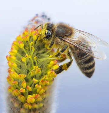 Nahaufnahme einer Biene, die auf einem Weidenkätzchen sitzt. © ebswien/Wiener Wildnis